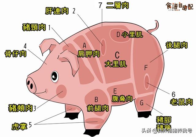 猪各部位肉的名称图片及料理方式